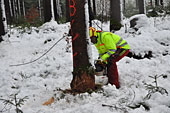 Umschneiden des neuen Maibaums und Arbeiten im Wald am 06.01.2019