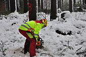 Umschneiden des neuen Maibaums und Arbeiten im Wald am 06.01.2019