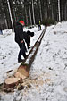 Umschneiden des neuen Maibaums und Arbeiten im Wald am 06.01.2019