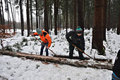 Umschneiden des neuen Maibaums und Arbeiten im Wald am 06.01.2019